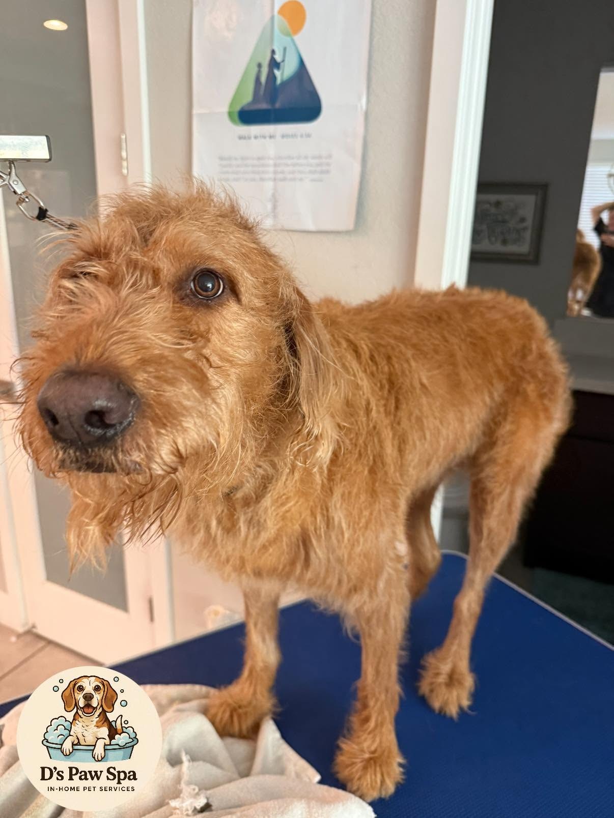The same terrier mix before her groom, with a shaggy, matted coat