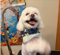 A fluffy white dog wearing a starry bandana after grooming