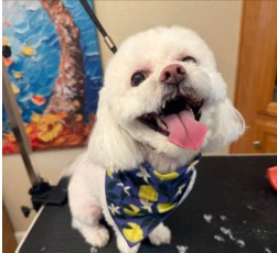 A fluffy white dog with tongue out, wearing a starry bandana after grooming