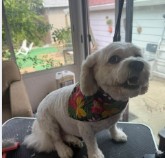 A small tan dog wearing a colorful bandana after grooming