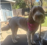 A dog wearing a pink bandana after grooming, standing outside