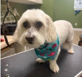 A small white dog wearing a teal bandana after grooming